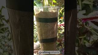 Papaya tree branch rooting l grafting shorts [upl. by Fishman]