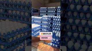 Wholesale EGGS 🥚 in chicken shop 🐓 egg shorts [upl. by Ocsecnarf701]