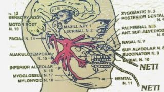 Sutra neti part 2 सूत्र नेति विवरण बिधि एवं लाभ [upl. by Aydiv412]