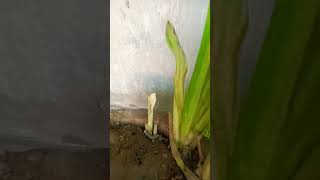 Growth of canna paniculata gardenning redflowers ytshorts [upl. by Ayidan]