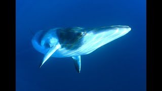 Facts The Minke Whale [upl. by Ellehcyt895]