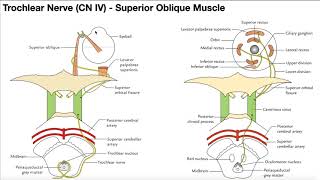 Cranial Nerve IV  Trochlear Nerve  Origin Structure Pathway amp Function [upl. by Yelsehc790]