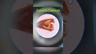 FunariaCapsulemicroscopicslidestudy [upl. by Farny]