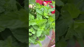 Mint leaves cuttings [upl. by Eniar]