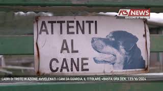 LADRI DI TROTE IN AZIONE AVVELENATI I CANI DA GUARDIA IL TITOLARE «BASTA ORA DEN  23102024 [upl. by Jakie258]