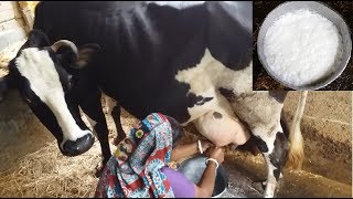 How to milk cows by hand by a village woman  Traditional way to milk cow  Milking two big cow hand [upl. by Zoba]