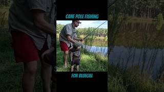 Cane pole fishing for bluegill [upl. by Bortz]