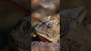 Horned Lizard The Lizard That Shoots Blood from Its Eyes [upl. by Frayne]