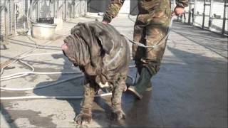 Sansone Patrizio Italia  Mastino Napoletano [upl. by Winn606]