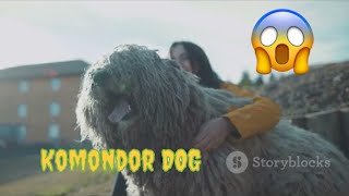 🐕 Komondor The Majestic Dog with Dreadlocks amp Unbeatable Guarding Instincts 🛡️ [upl. by Enelrahc]