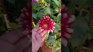 how to grow guldaudi plant and care गुलदाउदी से केसै पाएं इतने फूल [upl. by Eramat]