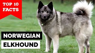 Norwegian Elkhound  Top 10 Facts [upl. by Anemij]