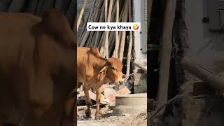 Ye cow ne kya khaya 🤪 cow youtubeshorts shorts short viralshorts trendingshorts trending [upl. by Yenalem]