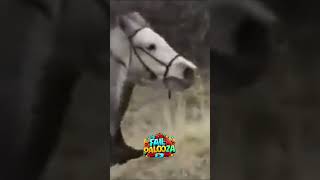 Horse Fails Compilation [upl. by Arvin]