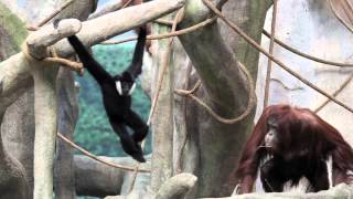 Gibbon and orangutan meet hang at Brookfield Zoo [upl. by Rednasyl]