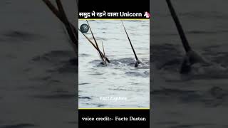 Narwhal  sea unicorn viralshort shorts ytshorts facts [upl. by Maxim]