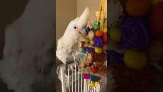 Goffin Cockatoo gets a new Toy [upl. by Biggs]