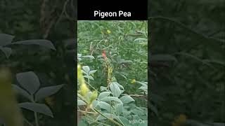 Pigeon Pea Cultivation youtubeshorts shortsvideo pigeonpea [upl. by Eenat913]