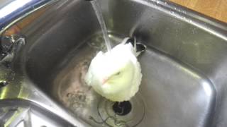 Elvis  The dove having a bath amp shower in the sink [upl. by Ynnavoig]