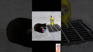 maxwell brilliantly avoided fort used magnet 🧲🙌bananacat catvideo shorts fypcatmemes [upl. by Iaria]