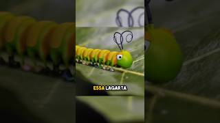 A Lagarta Vendedora Sapatos para Todos os Insetos 🐛👟 [upl. by Ruggiero]