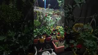 My Scattered Terrace garden  gardening is my passion gardeningshort [upl. by Niarbo]