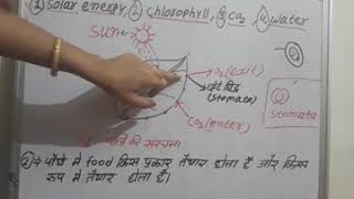 photosynthesis in hindi  प्रकाश संश्लेषण हिंदी में [upl. by Tevlev575]