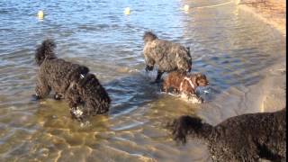 Barbet Moëts puppies stepping into shallow waters [upl. by Brackely278]