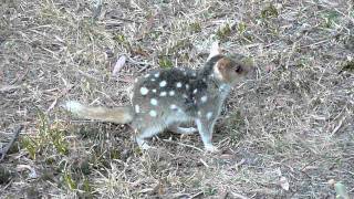 Tasmanian quoll [upl. by Esilahs222]