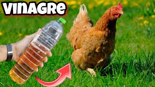 APLICA VINAGRE en el Agua de tus GALLINAS o Aves de CORRAL y me querrás dar las gracias  POLLOS [upl. by Yedarb]