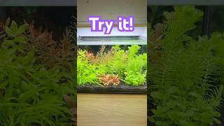 EPIC Planted Nano Tank No filter no CO2 no problem [upl. by Nilrem24]