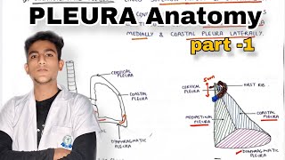 Pleura Anatomy part 1 Thorax Anatomy [upl. by Hassadah]