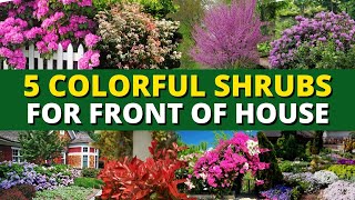 Top 5 Colorful Shrubs for Front of House 🏡  Garden Trends [upl. by Suk]