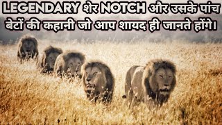 Rise And Fall Of Legendary Lion king Notch And His Five Sons Full Story in Hindi। Notch Coalition [upl. by Matilde]