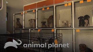 A esterilização de 15 cães resgatados  Veterinário Das Montanhas  Discovery Brasil [upl. by Metsky]