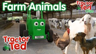 Lets Look At Farm Animals  Tractor Ted Clips  Tractor Ted Official [upl. by Llekcm]