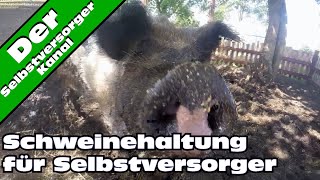 Schweinehaltung fuer Selbstversorger ganz einfach [upl. by Eiuol]