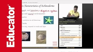 Life Science Echinoderms [upl. by Aynek646]