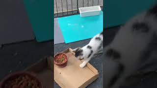 Meet the kittens cute happy viral adorable kittens fypシ trending shortvideo dance newmusic [upl. by Quartus]