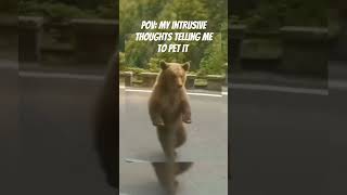 the bear is petting me😂🤣shortsfeed gain97 trending viral youtubeshorts funnyanimals mustwatch [upl. by Docile]