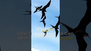 The Frigatebird  Nonstop Flight  How The Frigatebird Can Soar For Weeks Without Stopping [upl. by Ahsii]