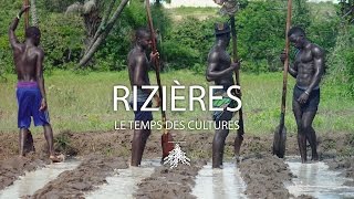 Rizières  le temps des cultures [upl. by Bez]