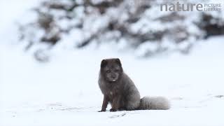 Arctic fox sitting on snow looking around and sniffing Hornstrandir Nature Reserve Iceland [upl. by Therine]