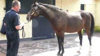 SADLERS WELLS Top class race horse and thoroughbred sire at Coolmore 2008 [upl. by Toddy]