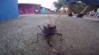 Giant RedWinged Grasshopper Tropidacris cristata [upl. by Spiro]