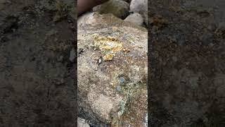 Is This The Easiest Way To Find Gold At Home [upl. by Ardnaz]