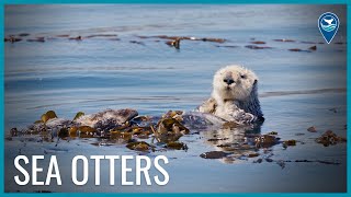 Meet the Southern Sea Otter [upl. by Lorenz]