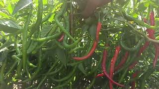 Syngenta chilli seeds  HPH 5531  Hot Pepper Variety  Best Quality Production [upl. by Nisior]