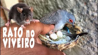 Os RATOS fizeram um buraco no viveiro das ROLINHAS DIAMANTES [upl. by Noissap]