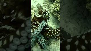 Octopus With Amazing Camouflage [upl. by Sixela]